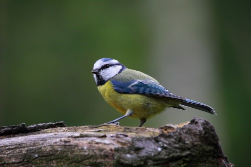 blue tit 915445 1920