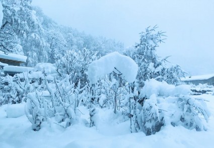 Winter in der Baumschule v4