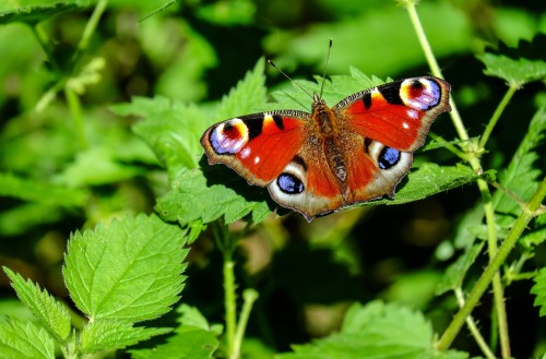 peacock butterfly 1655724 1920