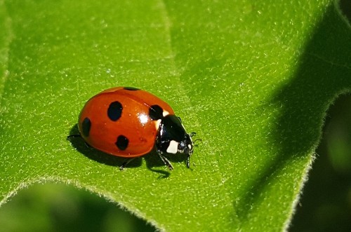 ladybug 1391741 1920